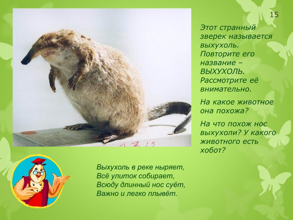 Орловское Полесье выхухоль