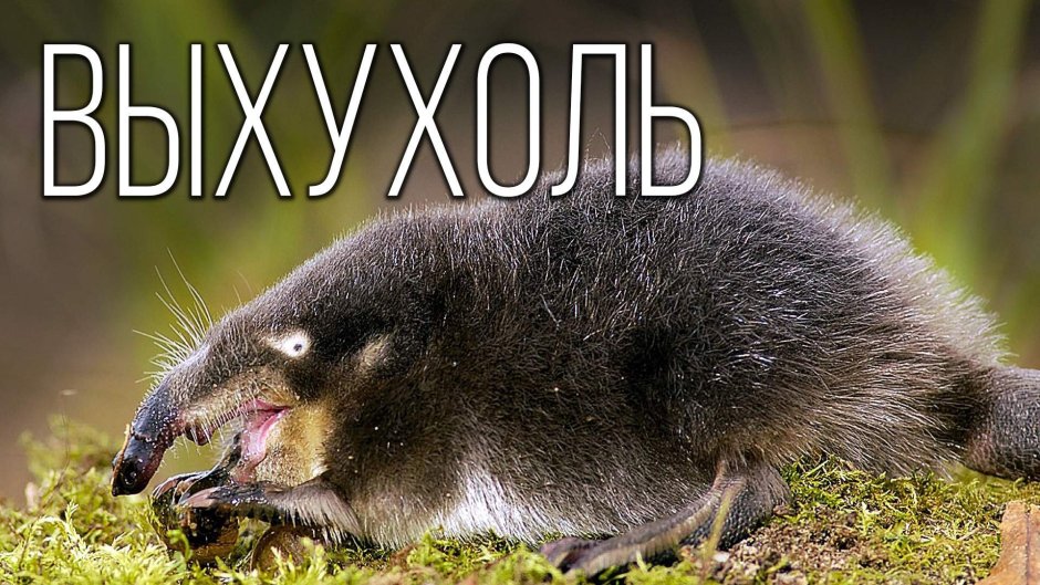 Новогодняя выхухоль