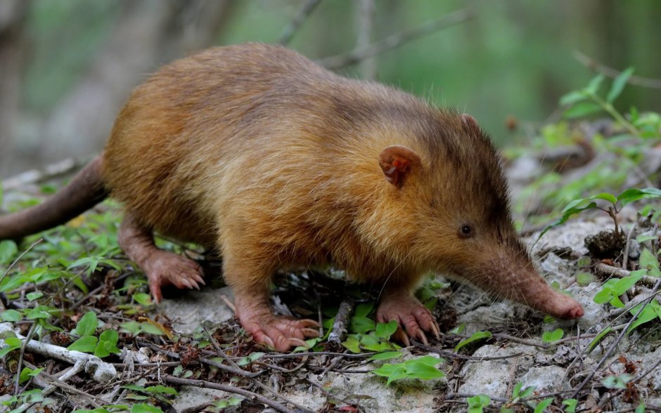 Solenodon cubanus