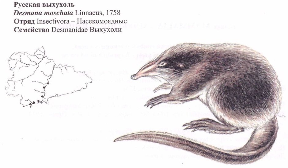 Выхухоль отряд млекопитающих