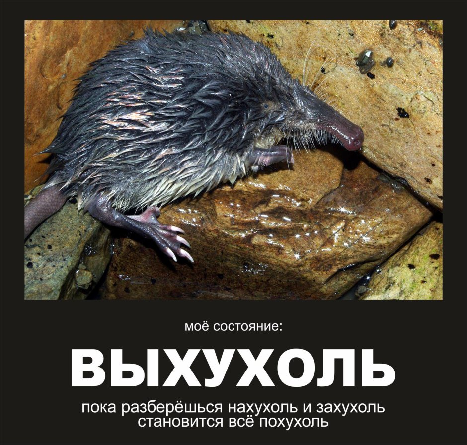 Лысая выхухоль
