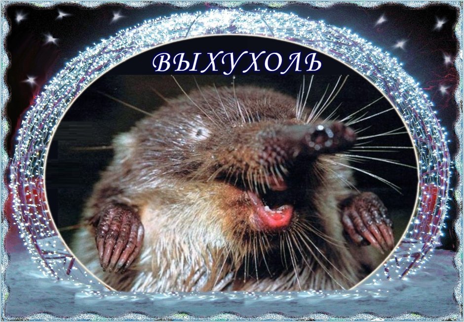 Фотографии выхухоли
