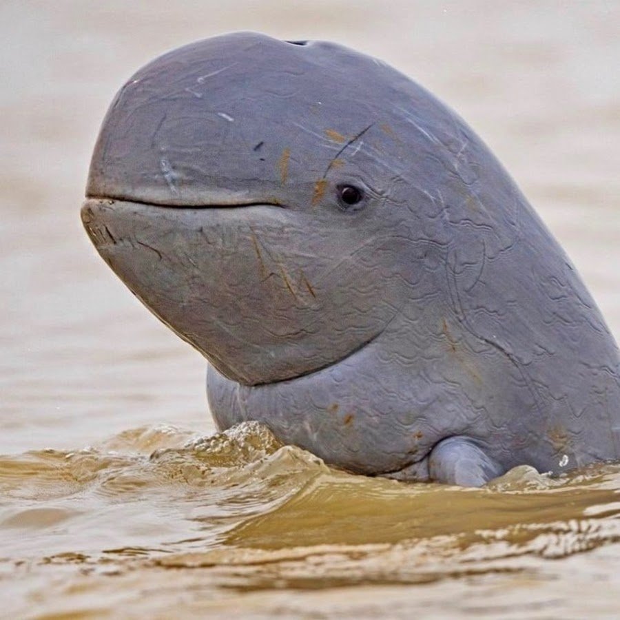 Иравадийский Дельфин факты