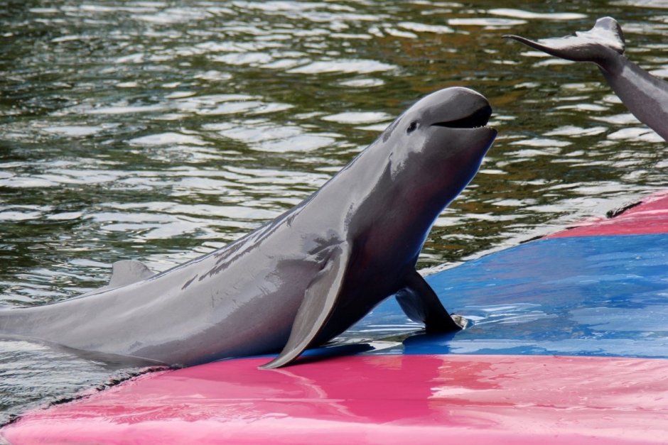 Иравадийский Дельфин