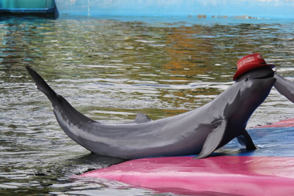 Иравадийский Дельфин