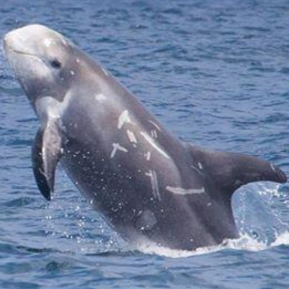 Северный китовидный Дельфин