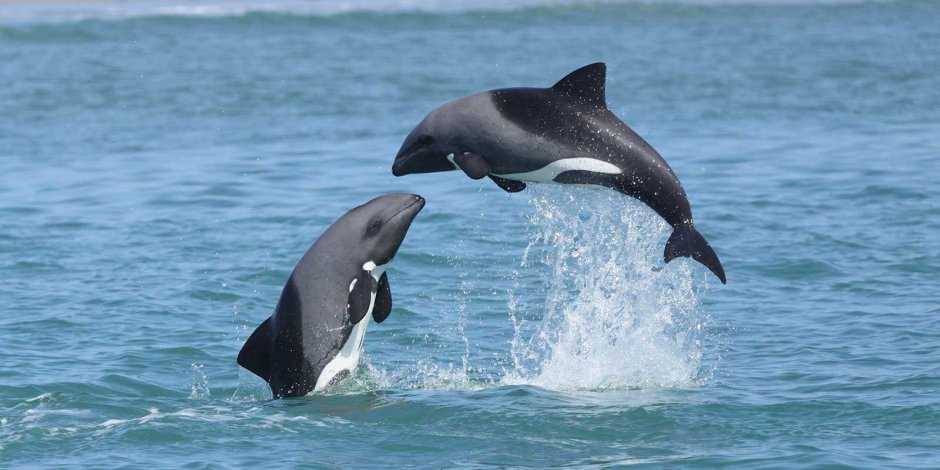 Белобрюхий Дельфин