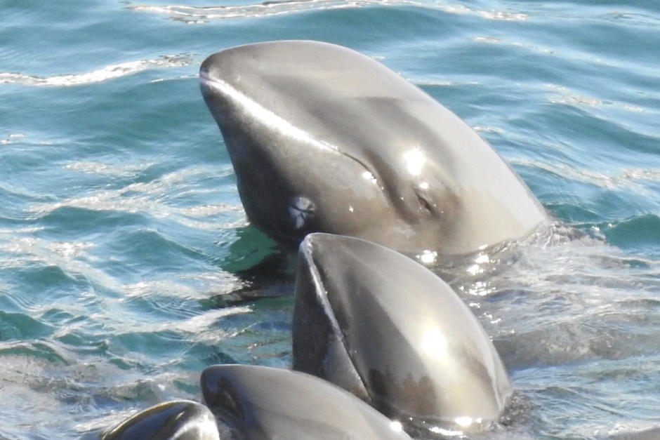 Бесклювый Дельфин