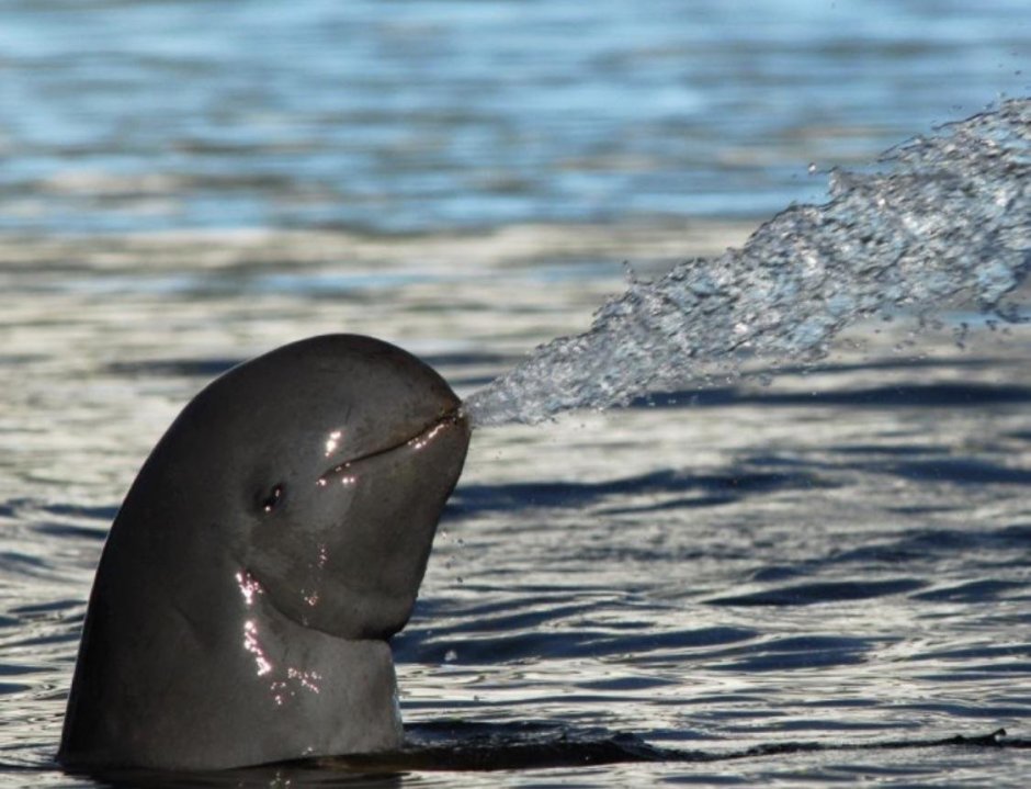 Иравадийский (Orcaella brevirostris)