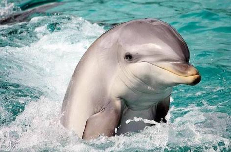 Виды дельфинов