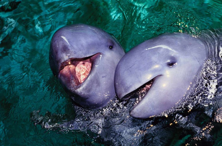 Irrawaddy Dolphin Orcaella brevirostris иравади́йский Дельфи́н