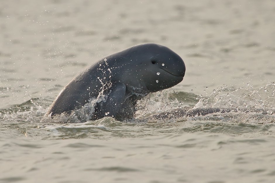 Иравадийский Дельфин