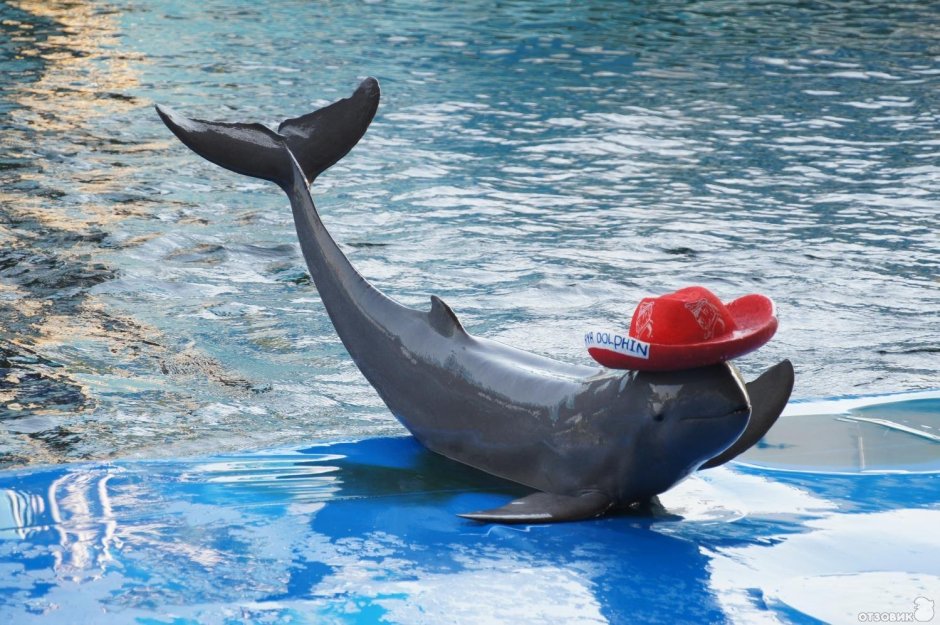 Иравадийский Дельфин