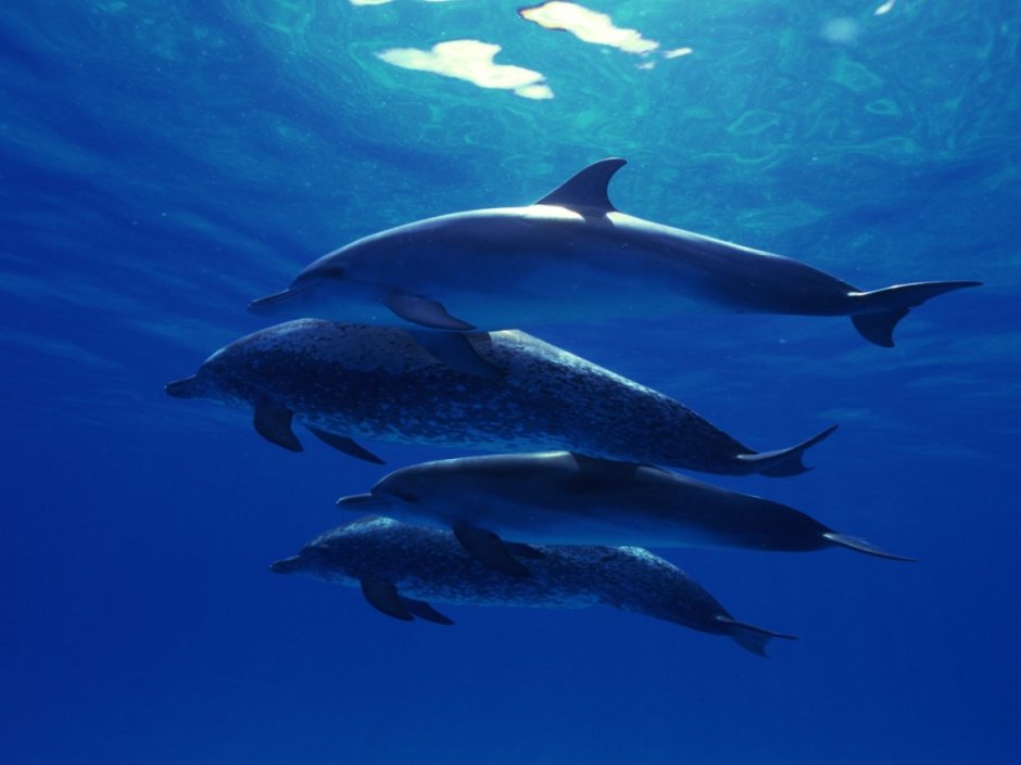 Морские обитатели дельфины
