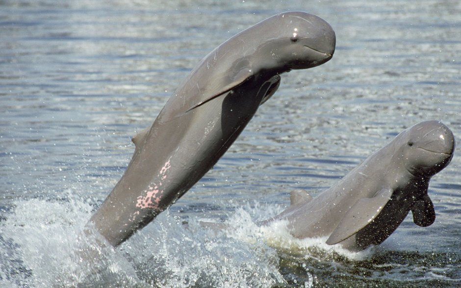 Иравадийский Дельфин