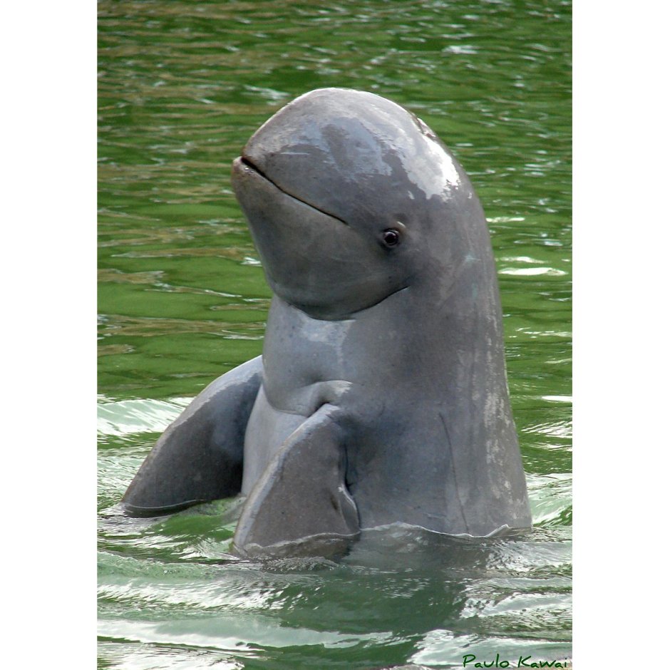 Иравадийский Дельфин