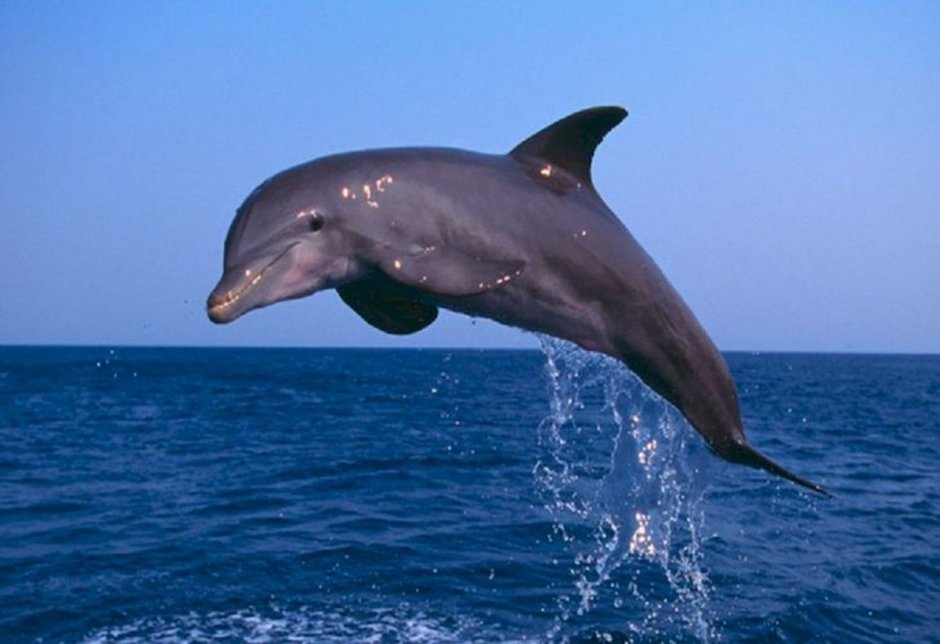 Западноафриканский Дельфин