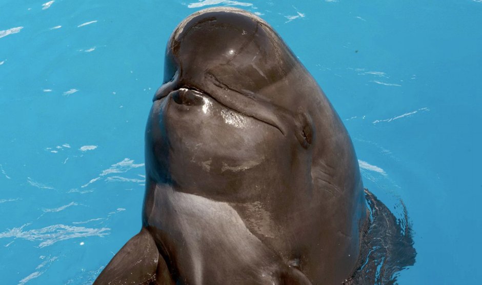 Дельфины Гринда