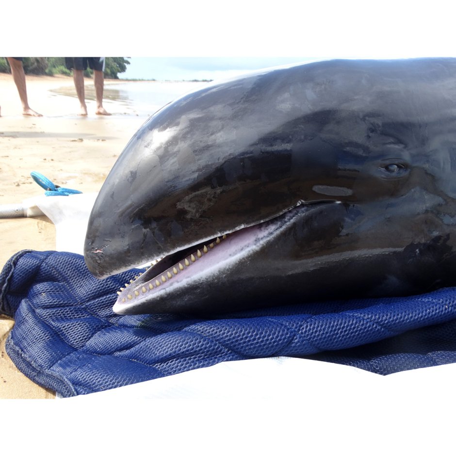 Бесклювый Дельфин