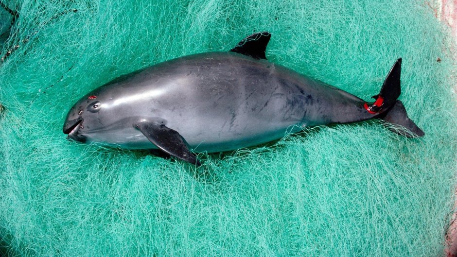 Морская свинья Азовка