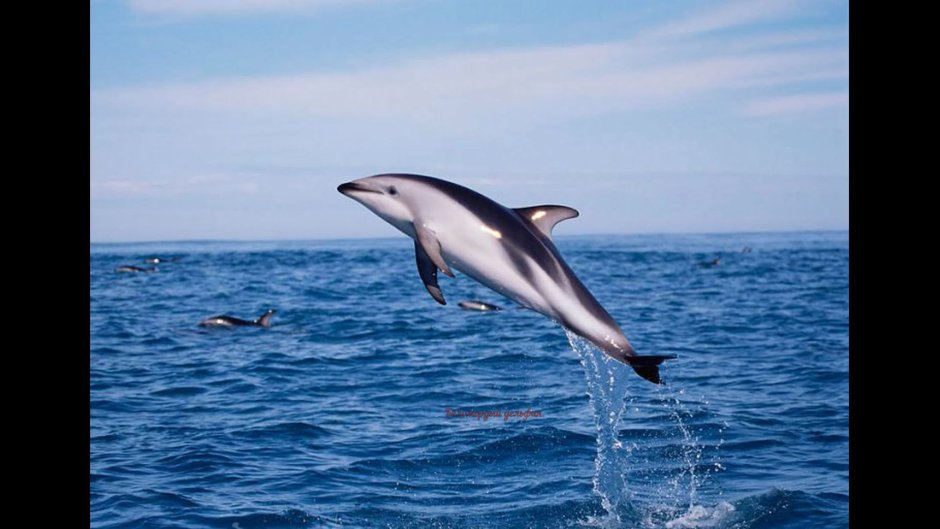 Атлантический белобокий Дельфин