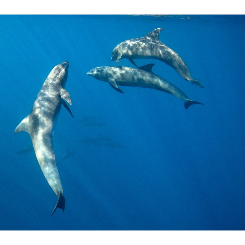 Широкомордый Дельфин