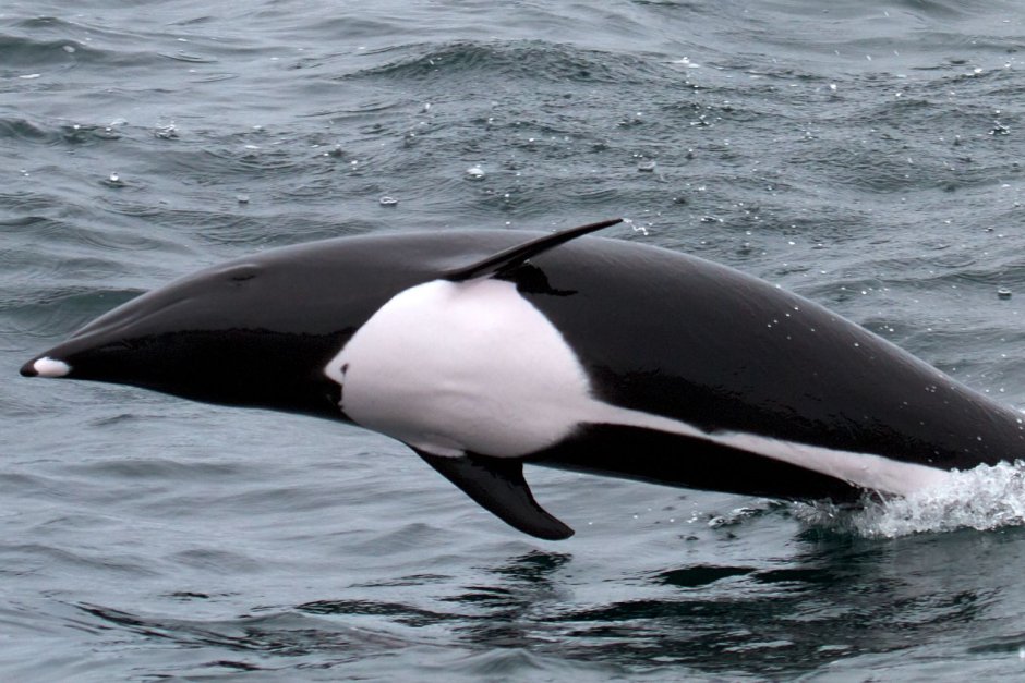 Северный китовидный Дельфин