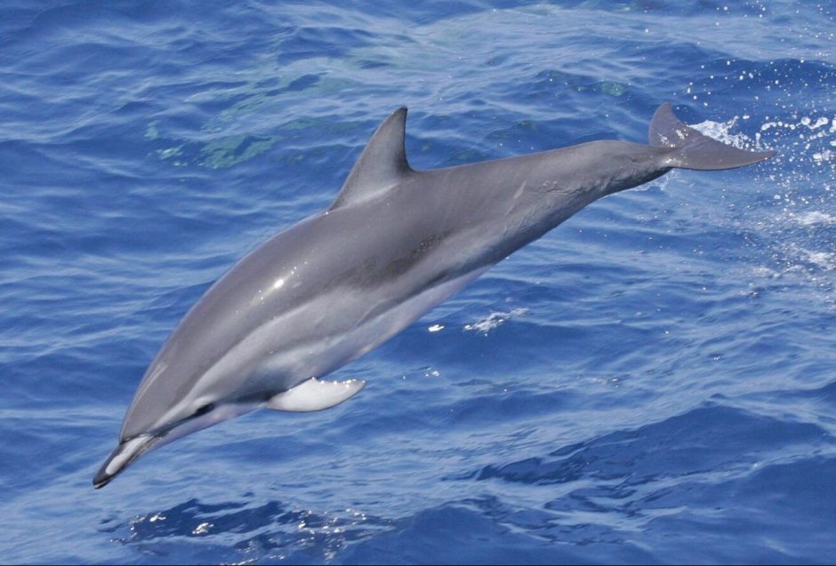 Форма тела дельфина