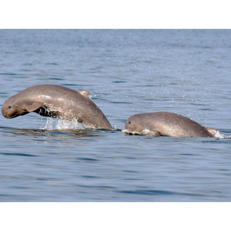 Ближайшие родственники дельфинов