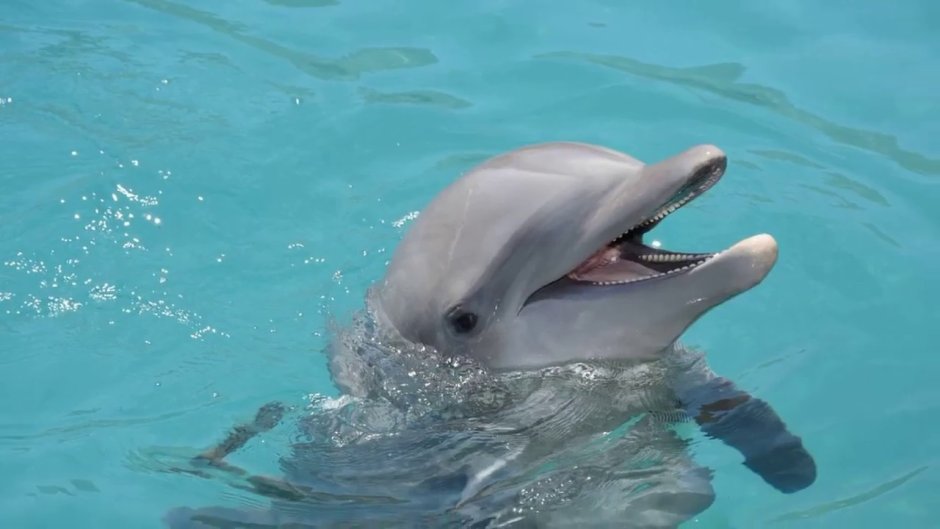 Дельфины дружелюбные