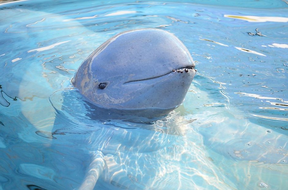 Иравадийский Дельфин факты