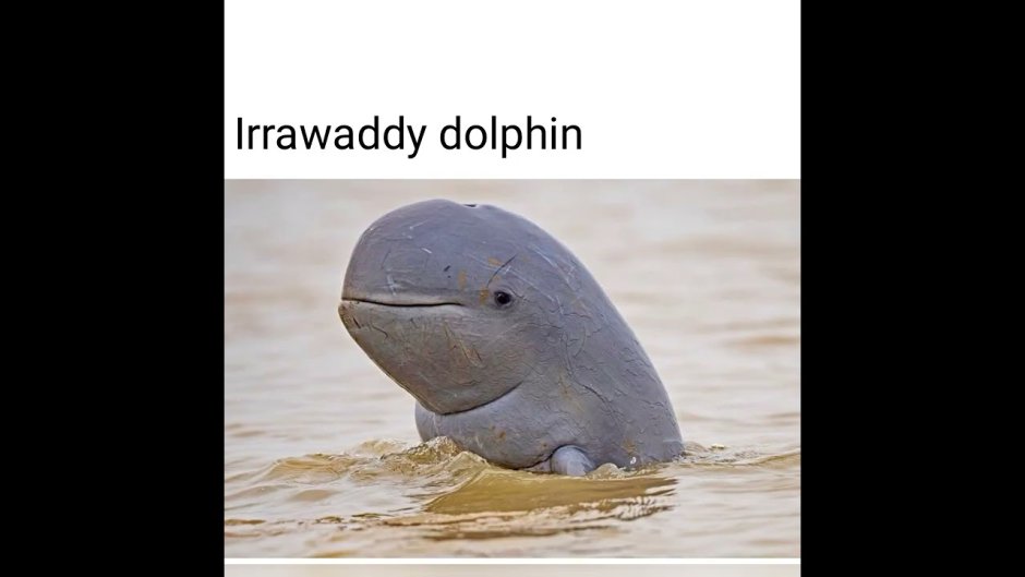 Иравадийский Дельфин интересные факты