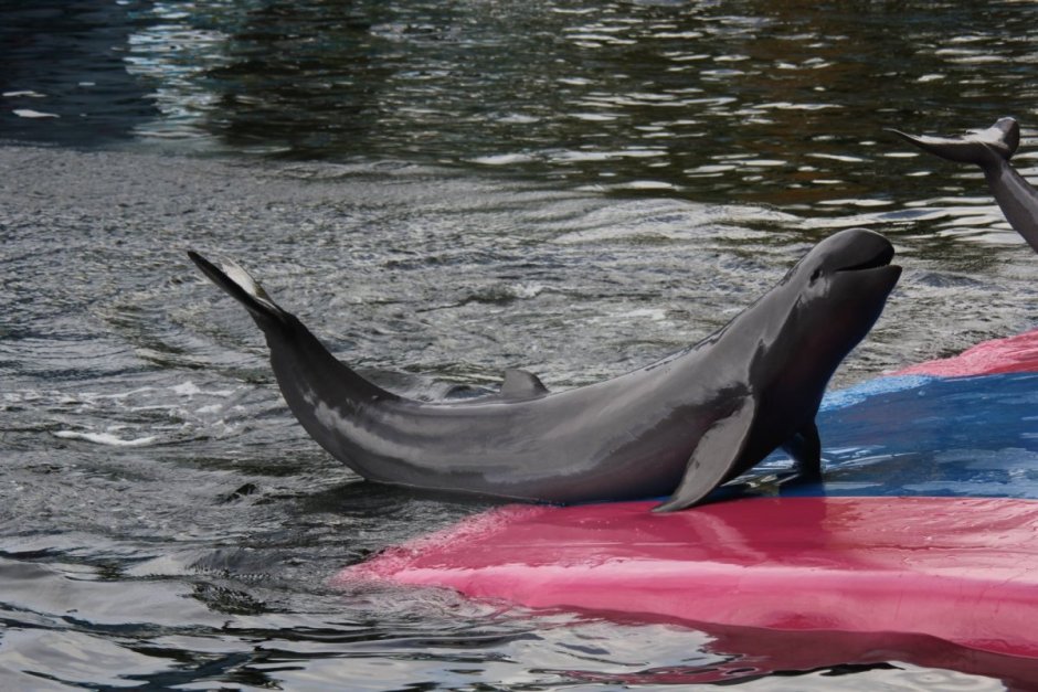 Orcaella brevirostris