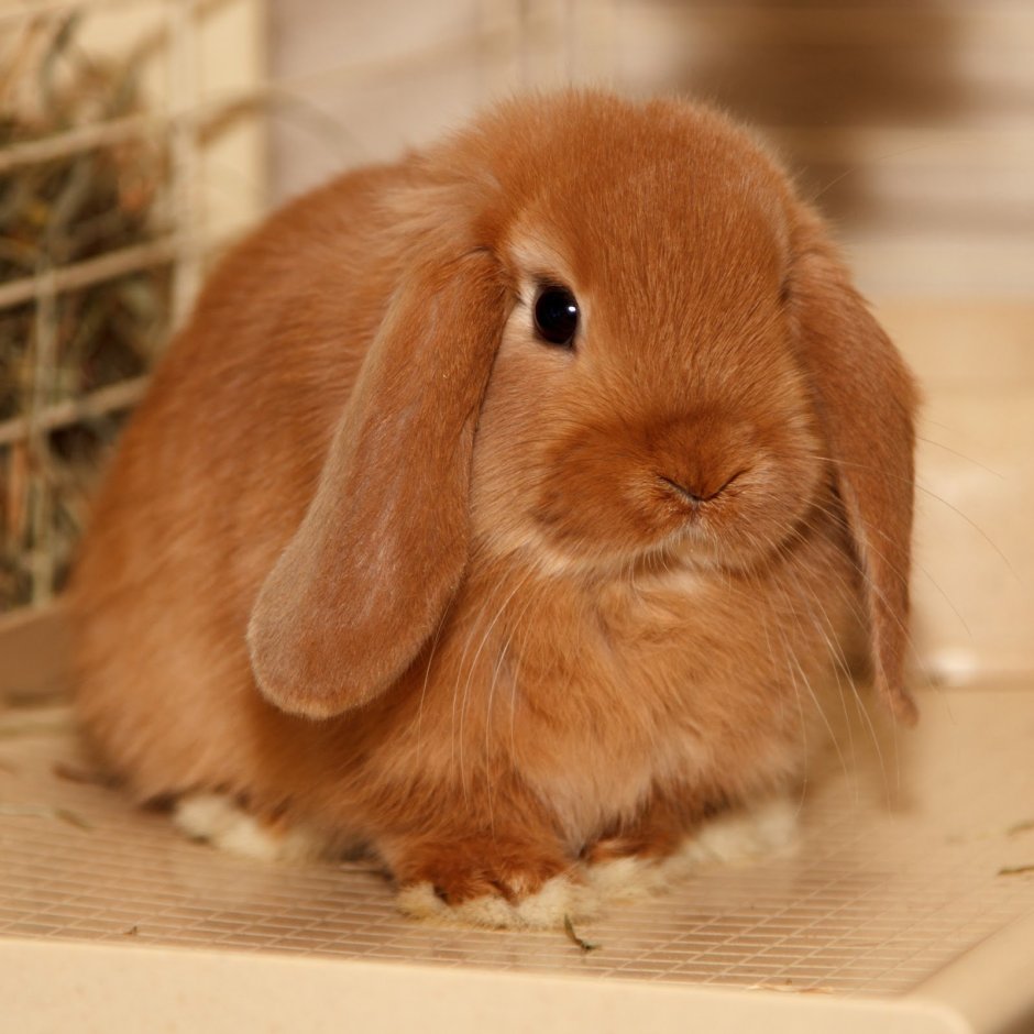 Miniature lop кролик