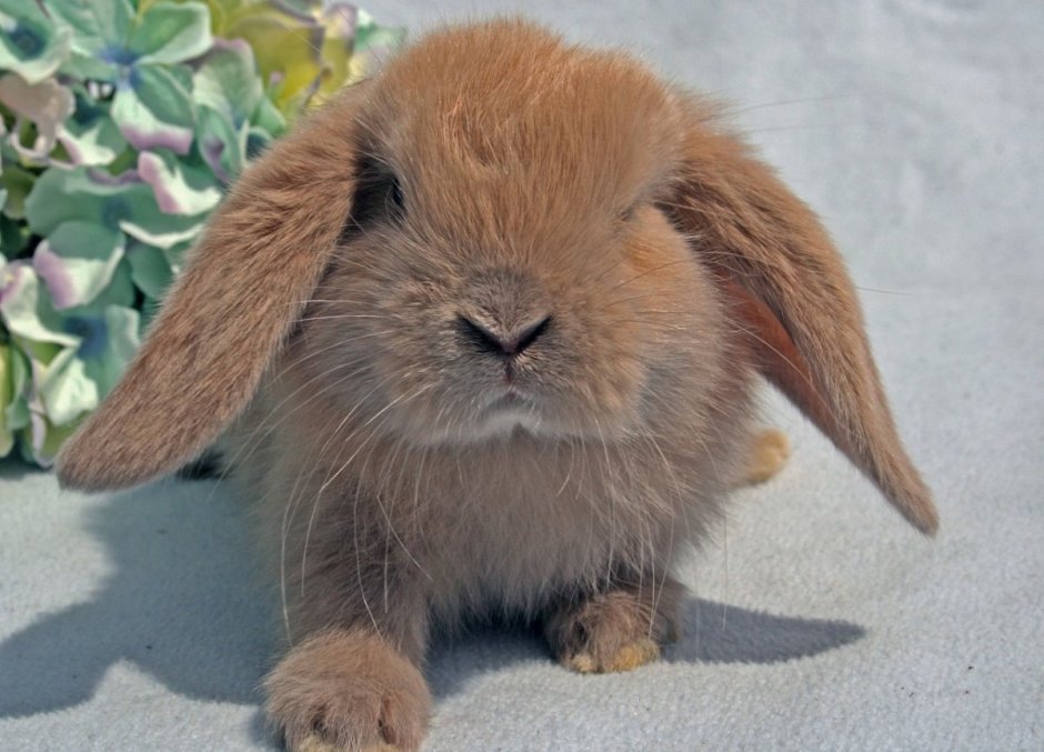 Netherland Dwarf Rabbit