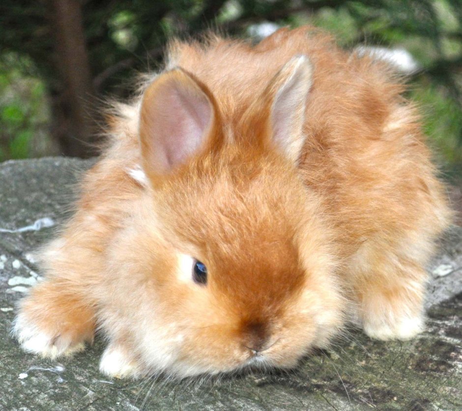 Короткоухий декоративный кролик