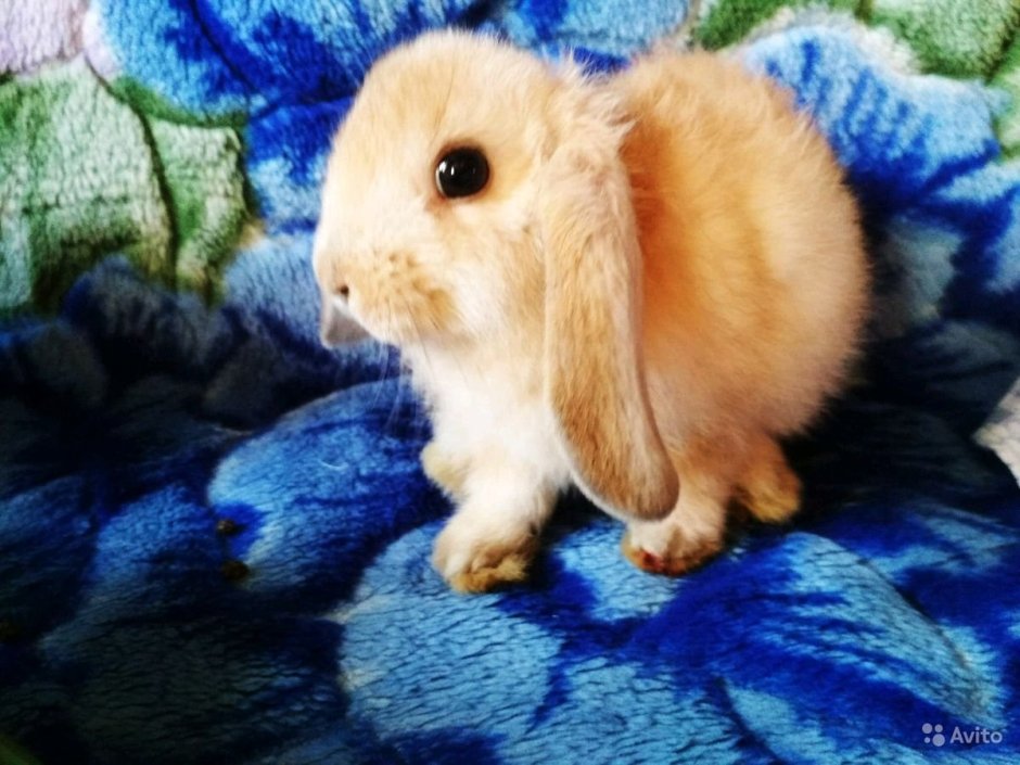 Рыжий зайчик