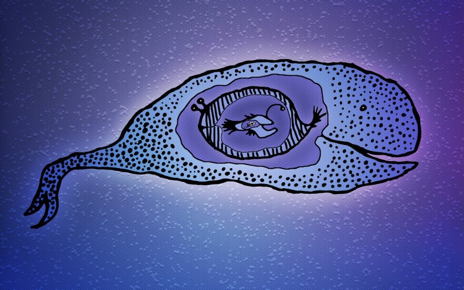 Китовая акула Rhincodon typus