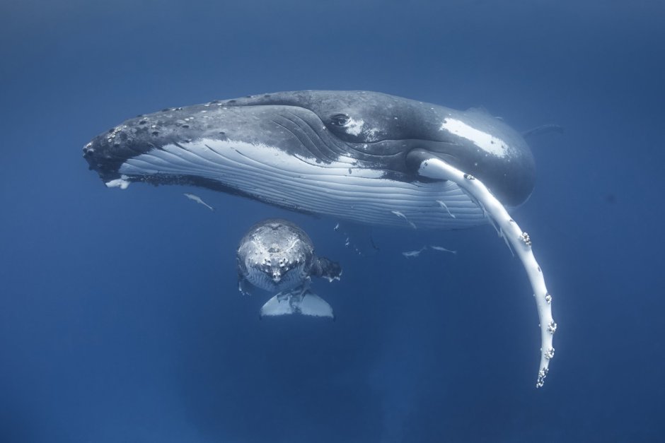 Whale Shark stuffed
