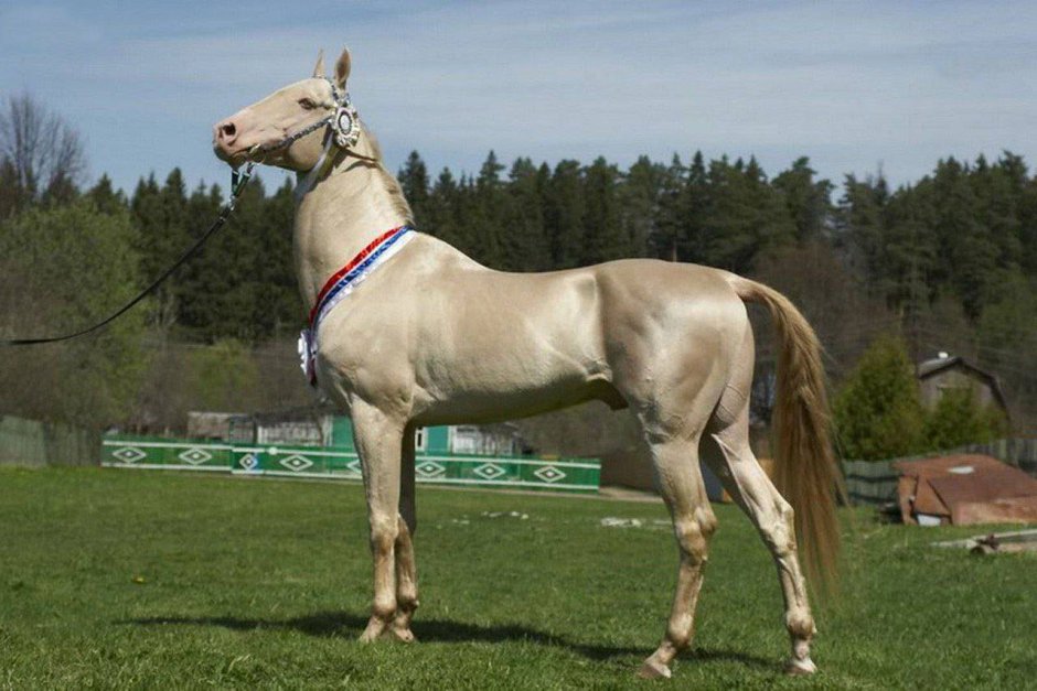 Пегий ахалтекинец