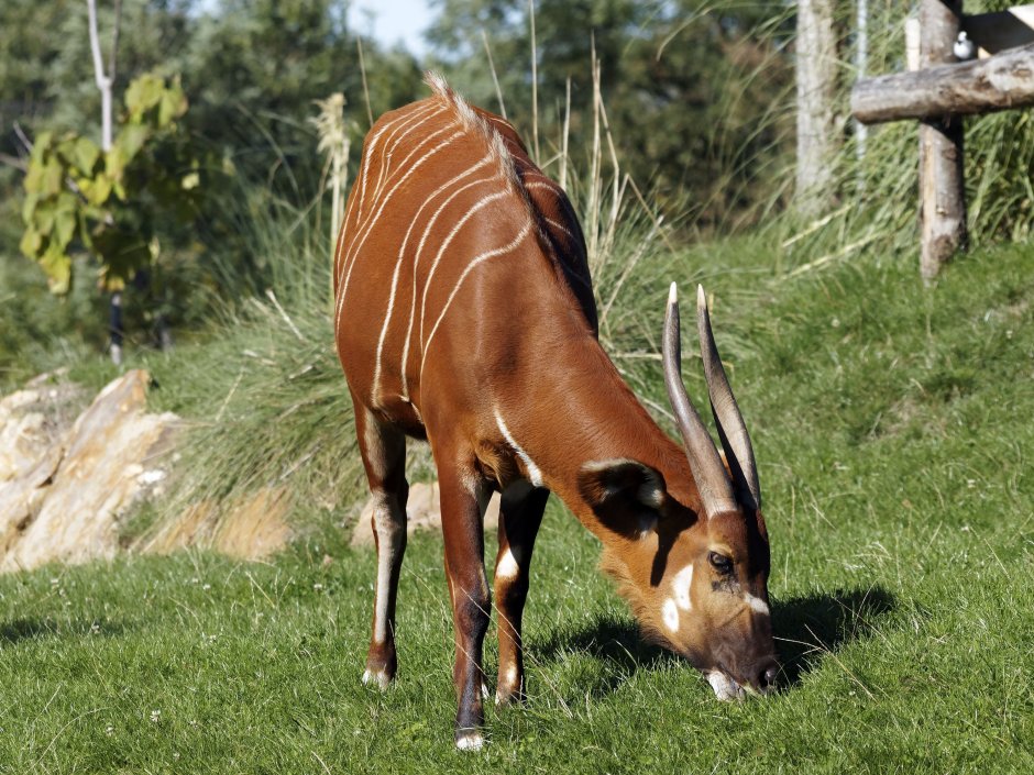 Антилопа Бонго Tragelaphus eurycerus