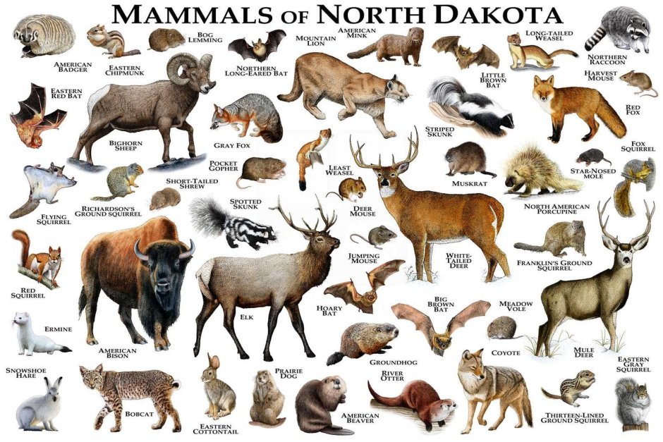 Animals North