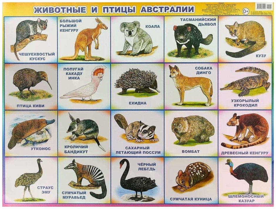Животные Австралии для детей
