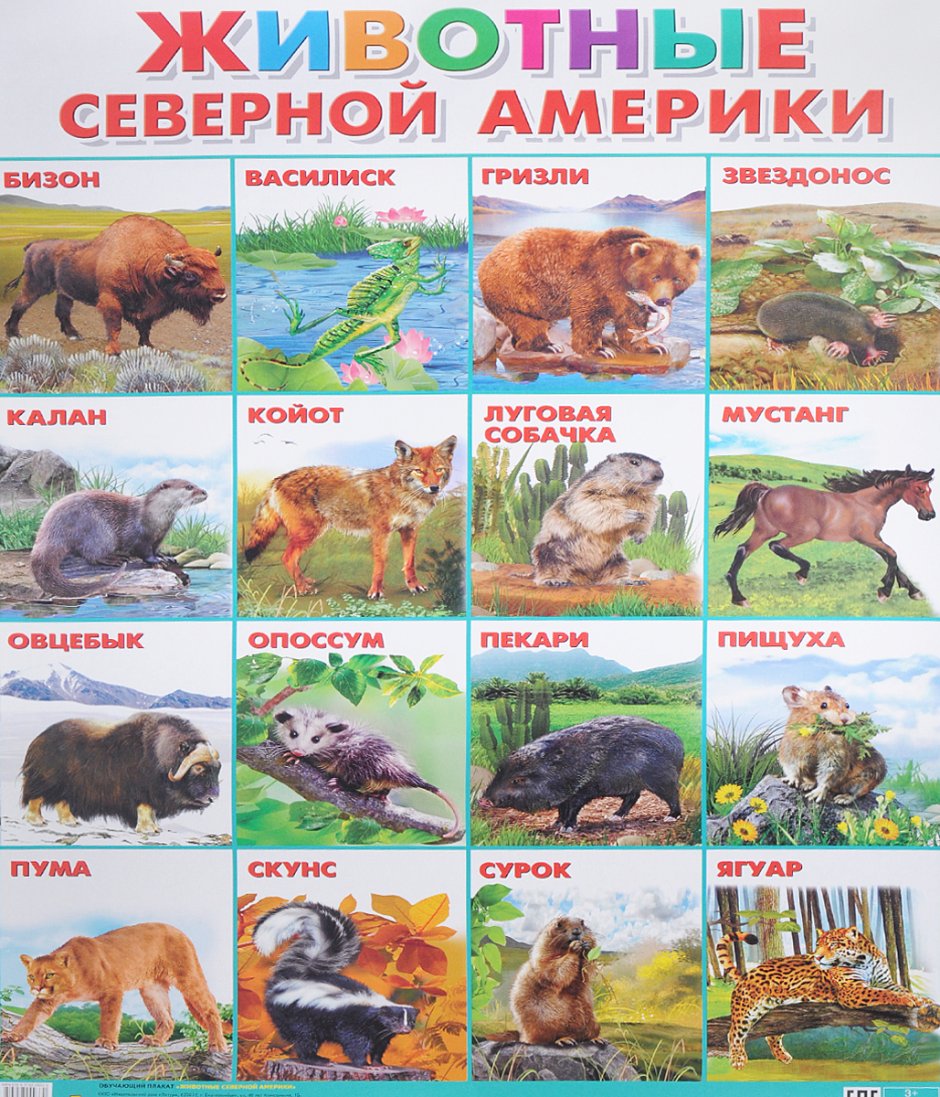 Животные Северной Америки