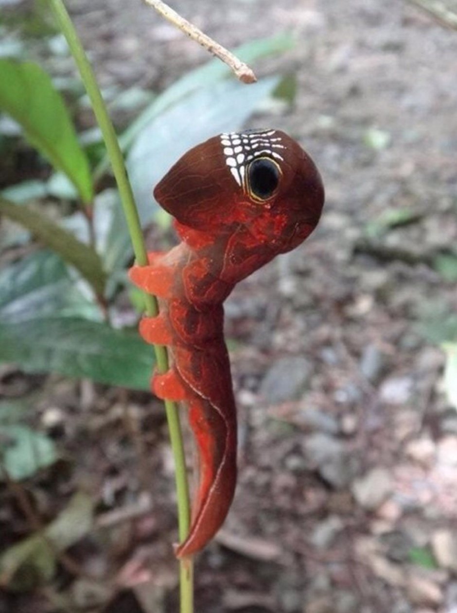 Phyllodes Imperialis гусеница