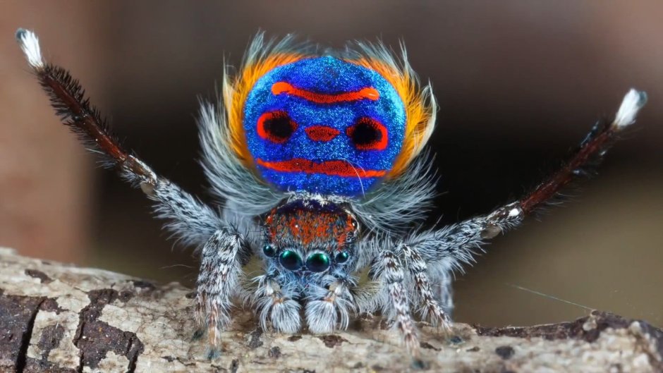 Паук Maratus speciosus
