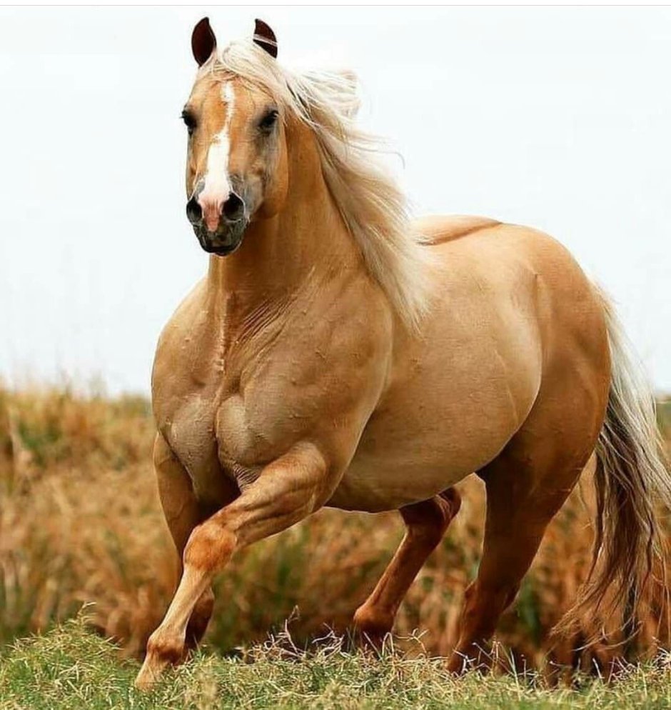 Лошадь самец