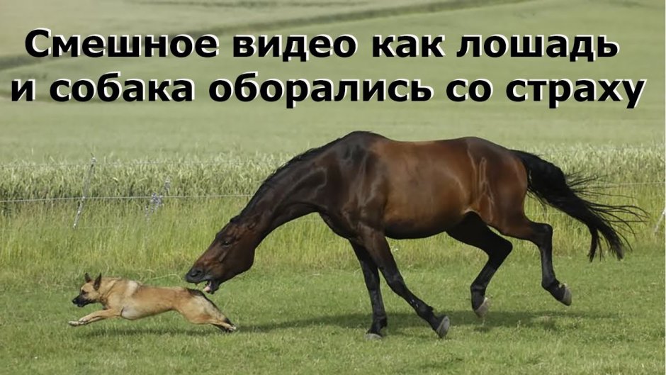 Мустанг скакун