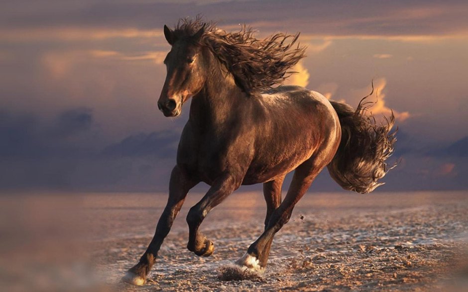 Good names for Horse