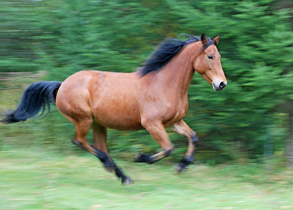 Конь самец
